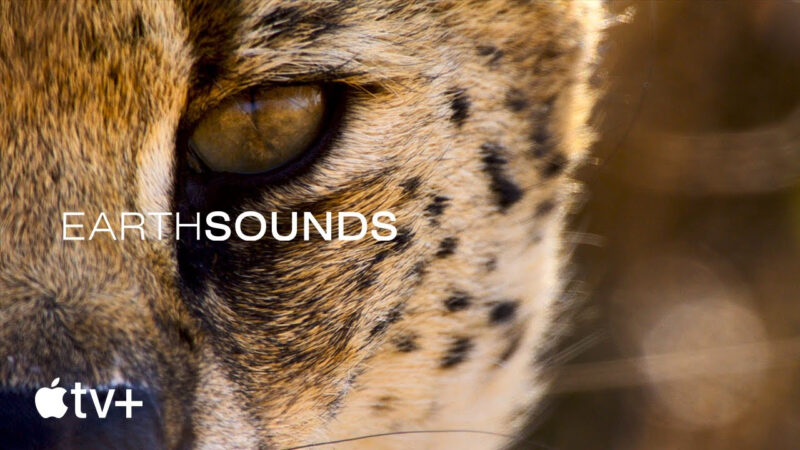 Découvrez la bande-annonce d&rsquo;Earthsounds sur Apple TV+ : les sons de la nature à l&rsquo;honneur