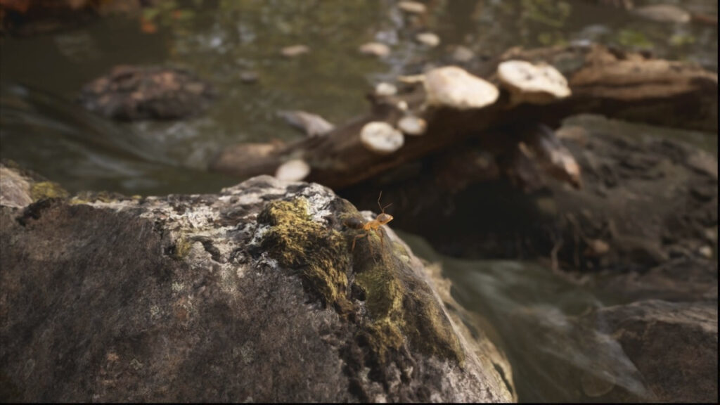 Les Fourmis : les dernières nouvelles de l'adaptation