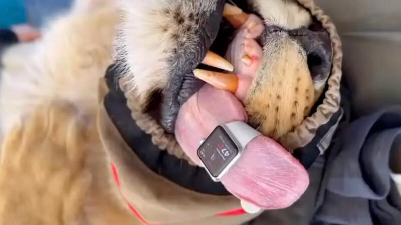 L&rsquo;Apple Watch utilisée pour surveiller le rythme cardiaque d&rsquo;un lion pendant une opération