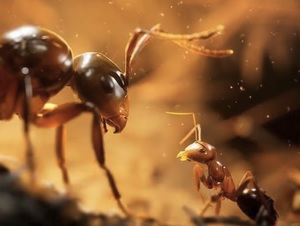 La nouvelle adaptation des fourmis par microids