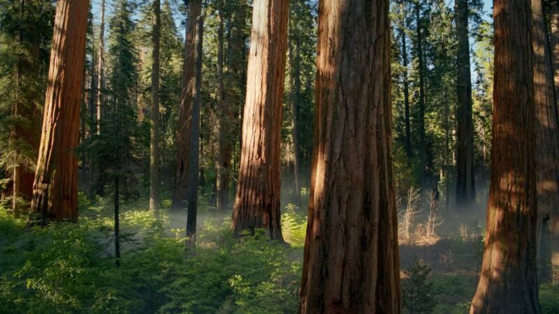 MacOS Sequoia 15.0.1 corrige des bugs et améliore la sécurité