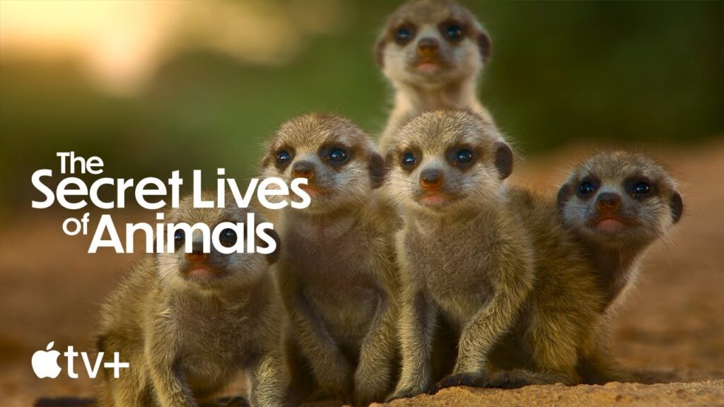 La vie secrète des animaux maintenant sur apple tv+ La vie secrète des animaux maintenant sur apple tv+
