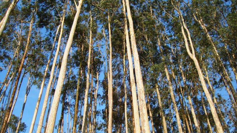 Apple et l&rsquo;utilisation contestée des plantations d&rsquo;eucalyptus