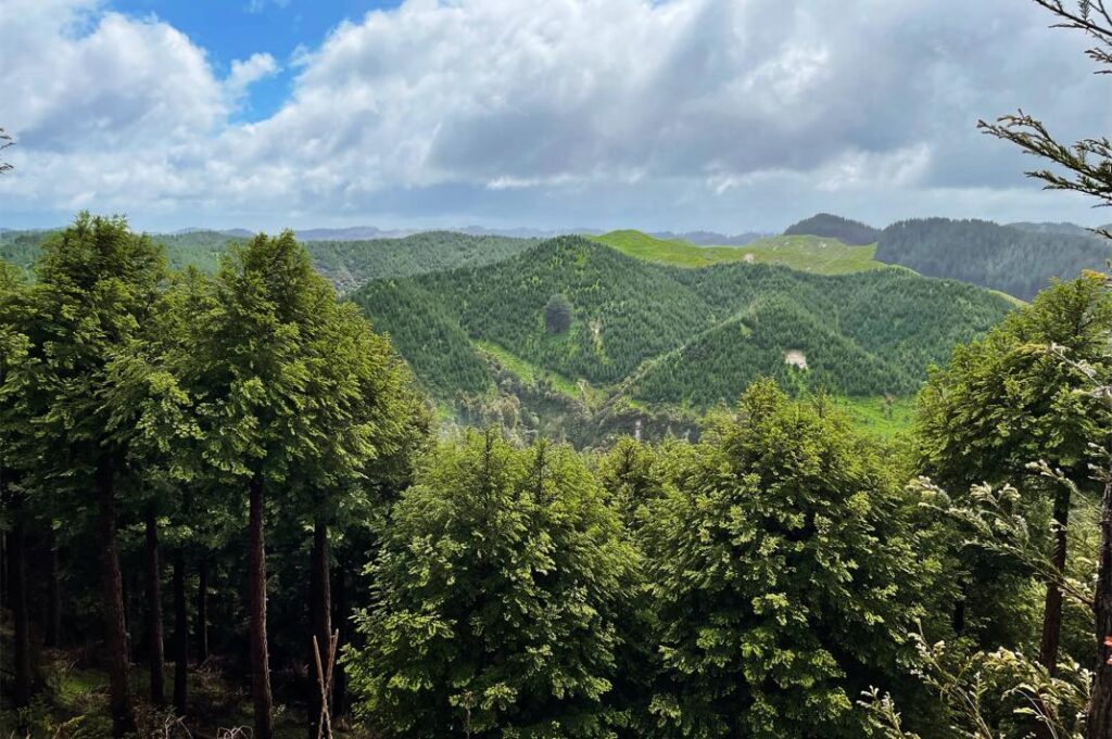 Apple investit dans la restauration des forêts en nouvelle-zélande