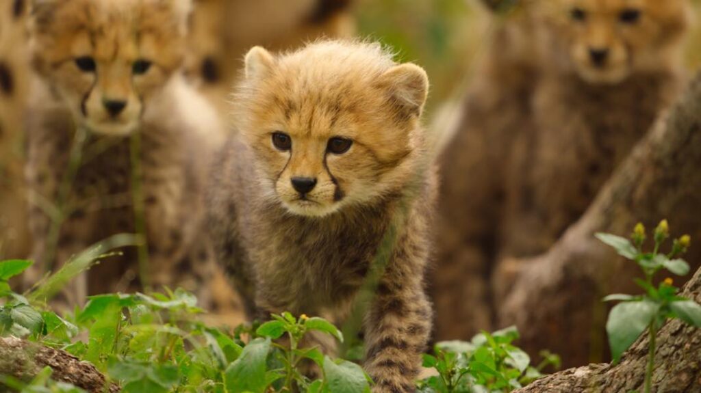 Born to be wild : la nouvelle série animalière d'apple tv