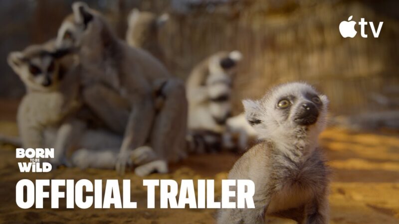 Born to be wild : la nouvelle série animalière d&rsquo;apple tv